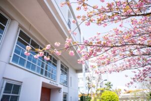 講堂前の八重桜
